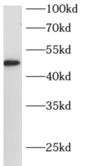      anti- ARC/ARG3.1 antibody