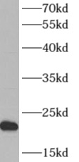      anti-ARF5 antibody