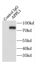      anti- APPL1 antibody