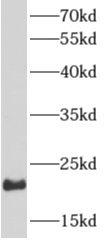 anti- ARF1 antibody