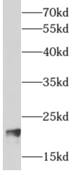      anti- ARF3 antibody