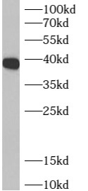      anti- ARH3 antibody