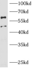      anti- ARCN1 antibody