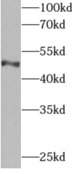 anti- API5 antibody