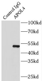 APOL4抗体