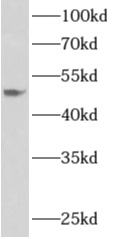      anti- APOL4 antibody