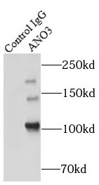 ANO3抗体