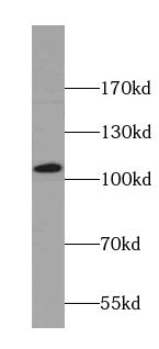      anti- ANO2 antibody