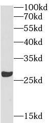 anti- APOA1 antibody