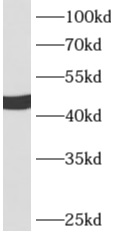      anti- APOA4 antibody