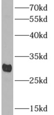      anti- APOF antibody