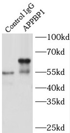 anti- APPBP1 antibody