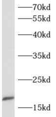      anti- APOC4 antibody