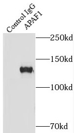      anti- APAF1 antibody