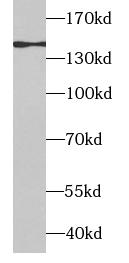      anti- APAF1 antibody