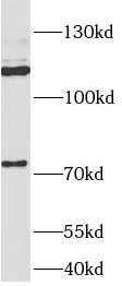 anti- APLP2 antibody