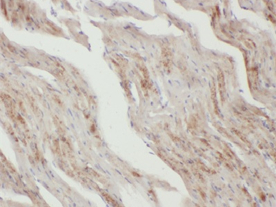      anti- Apelin antibody