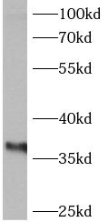      anti- Annexin IV antibody