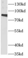 anti- ARNT,HIF1B antibody