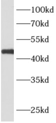      anti-APOBEC4 antibody