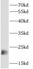      anti- APOBEC3C antibody