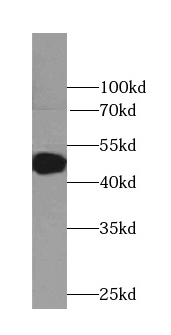      anti- ADRA2B-Specific antibody