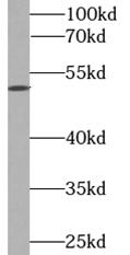 anti- ADRA1A-Specific antibody