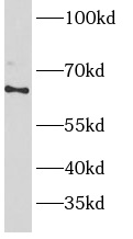      anti- AMPK gamma2 antibody