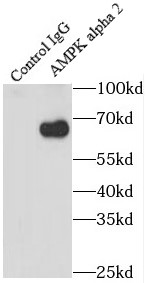      anti- AMPK alpha 2 antibody