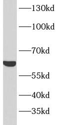      anti- AMPK alpha 2 antibody