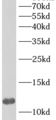      anti- Apolipoprotein A II antibody