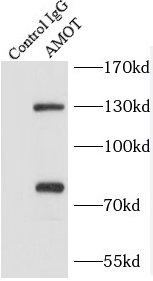 AMOT抗体