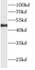      anti- ALLC antibody