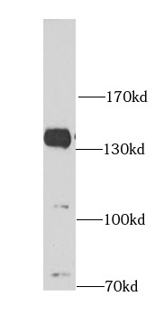      anti- AMBRA1 antibody