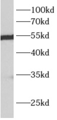 anti- ALDH7A1 antibody