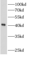      anti- ALKBH1 antibody