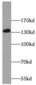      anti- C14orf102 antibody