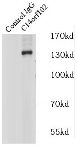 C14orf102抗体