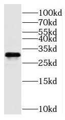 anti- C11orf54 antibody