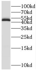      anti- BRN2 antibody