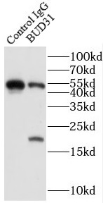      anti- BUD31 antibody