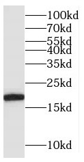      anti- BUD31 antibody