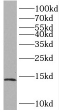 anti- BOLA1 antibody