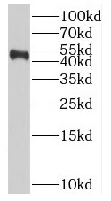      anti- BPIL1 antibody