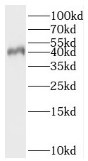      anti- BOULE antibody