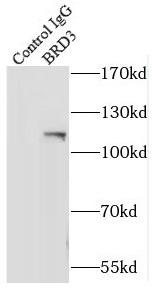 anti- BRD3 antibody