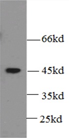 anti- BMP2 antibody