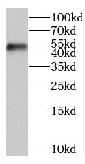 anti- BZW1 antibody