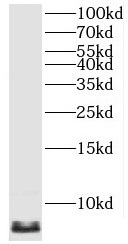      anti- C14orf2 antibody