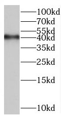      anti- BXDC2 antibody